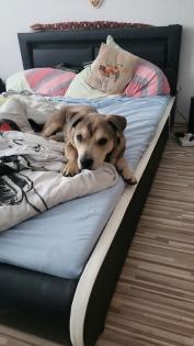 Boxer Mischling