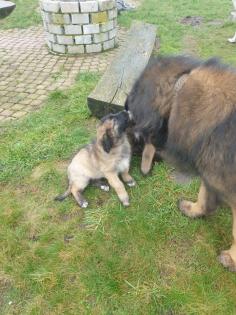 Leonberger x germanischer Bärenhund Welpe Hündin