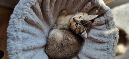 BKH Kitten suchen ein liebevolles neues Zuhause