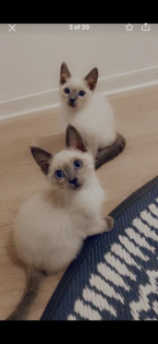 Siam Bluepoint Sealpoint Kitten