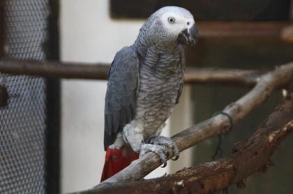 2 junge und kräftige Kongo Graupapageien Hahn und Henne abzugeben