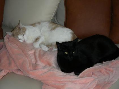 2 süße Katzendamen, suchen ein neues liebevolles Zuhause