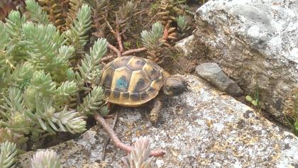 Kleine griechische Landschildkröten