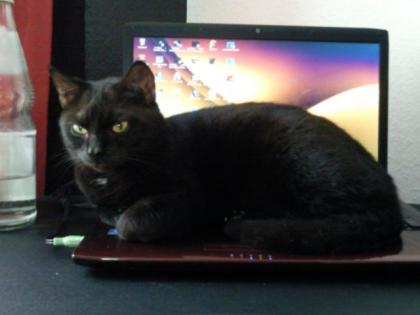 Liebe Hauskatze abzugeben