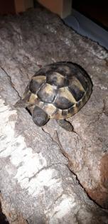 Griechische Landschildkröten NZ 2023