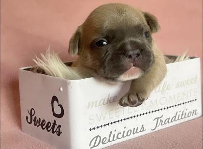 Französische Bulldogge mit Papiere