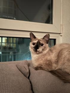 2 junge Tierschutz-Katzen suchen liebevolles Zuhause
