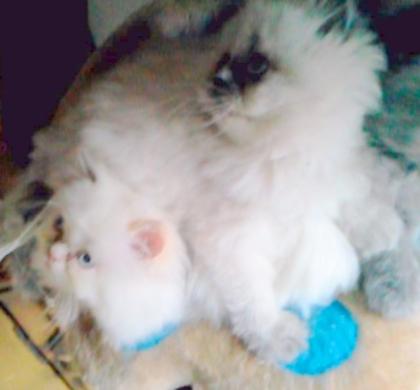 Perserbabys zuckersüß weiß und heilige Birma blaue Augen