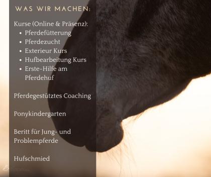 Pferdefütterung Teil 1, 2 und 3 in einem Online Kurs