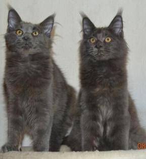 Reinrassige Maine Coon in blue und black