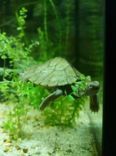 Höckerschildkröten abzugeben