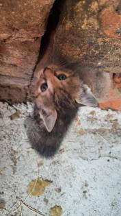 Kitten / Katzenbabys