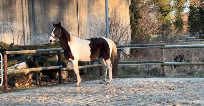 Reitbarer Beisteller beistellpferd warmblut wallach abzugeben