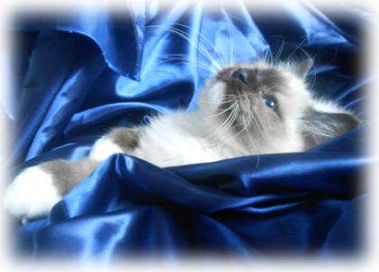Dreamdolls-Ragdolls - Wir haben Babys