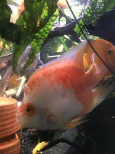 Papageienbuntbarsch Fisch Verkauf/Tausch