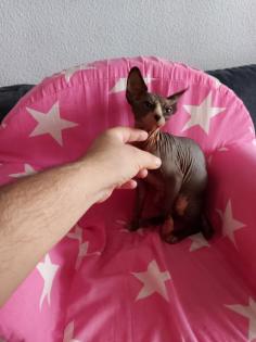Sphynx katze
