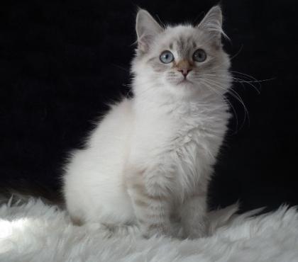 Unsere Neva Kätzchen suchen liebevolle Katzeneltern