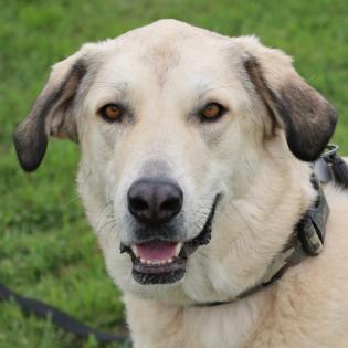 Zimtschnecke - weiblich 4 Jahre 78 cm 55 kg Kangal-Mix Gechipt Kastriert