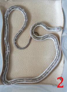 Pantherophis obsoletus white sided zu verkaufen