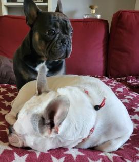 Französische Bulldoggen Baby, s