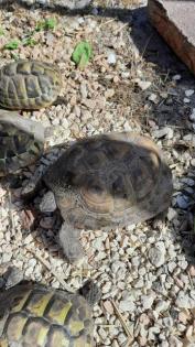 Griechische Landschildkröten