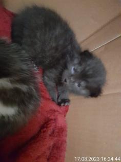 Katzen Babys
