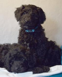 Zauberhafte Blackdoodle Goldendoodle Welpen abzugeben
