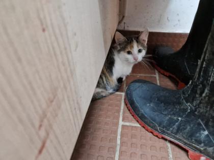 Bauerhofkitten suchen Zuhause, katzen, Kater, kitten