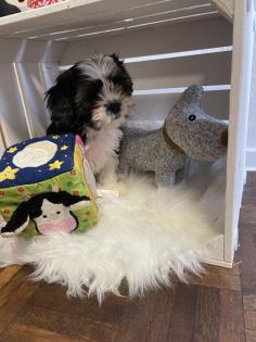Süße cavalier- Shihtzu welpen/ CavaTzu abzugeben
