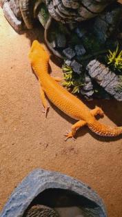 Leopardgecko NZ