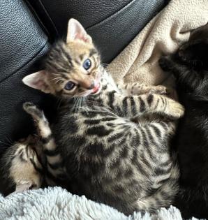 Bengalen aus liebevoller Zucht mit TICA-Stammbaum melanistic und brown spotted