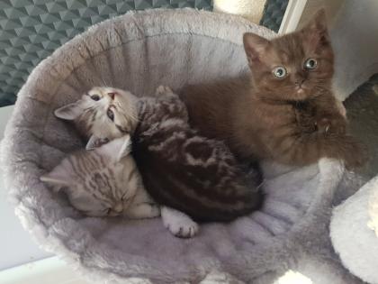 BKH Kitten Britisch Kurzhaar