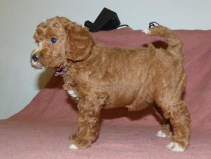3 süße Kleinpudel Hündinnen, Pudel in Brindle, Black and Tan, Fawn mit Weiß
