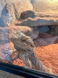 Bartagame mit Terrarium