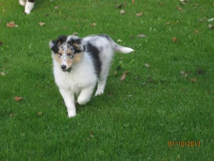 Colliewelpen m. Pap.