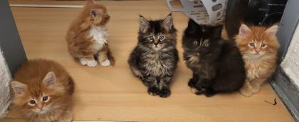 2 Main Coon Kitten abzugeben