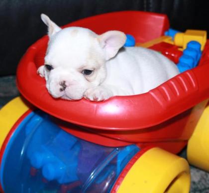 Französische Bulldoggenwelpen zu verkaufen.