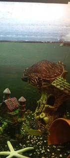 Wasserschildkröten mit allem was man braucht