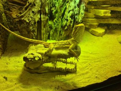Zwergbartagame männlich mit Terrarium abzugeben