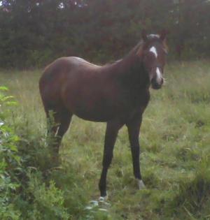 Quarter Horse Stute geb. 2021