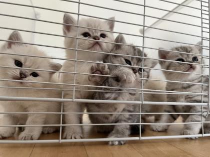 5 Wunderschöne BKH Kitten
