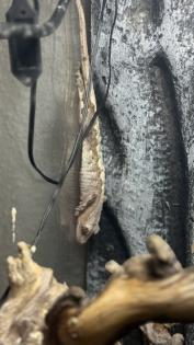Kronenkopfgecko inkl. Terrarium Komplettset