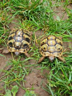 Griechische Landschildkrötenbabys