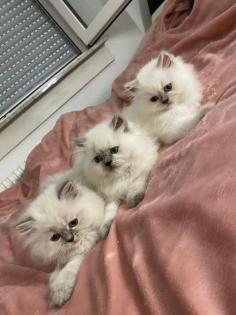 Perser Kitten