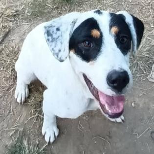 Filitsa sucht ein Zuhause