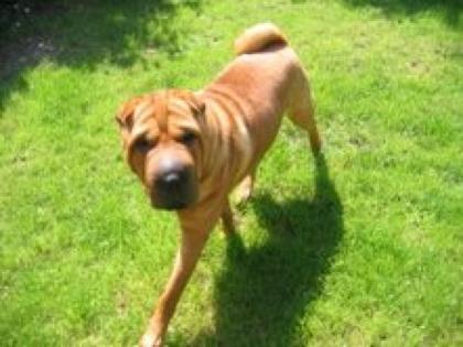 Balou sucht dringend neues Zuhause, .