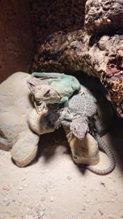 Halsbandleguan Nachzuchten crotaphytus collaris
