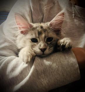 Maine Coon Kitten black silver torbie und red silver sehr hell mit Stammbaum