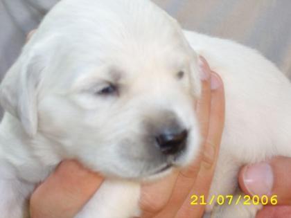 Traumhafte cremfarbene weiße Golden Retriever Welpen