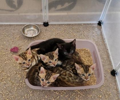 Bengal Kitten suchen ein liebevolles zu Hause